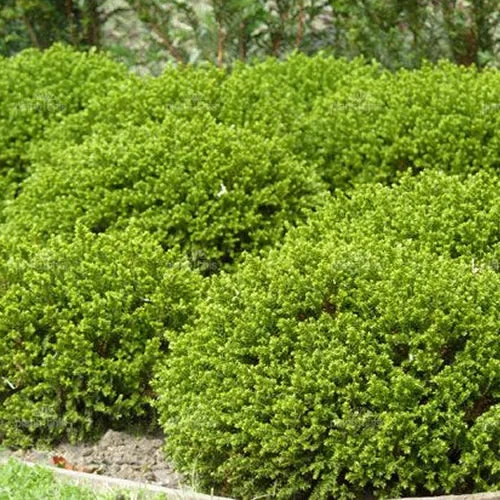 247plants2954192