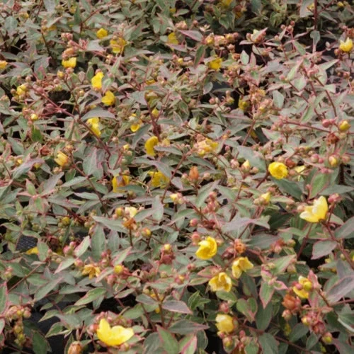 247plants2954225