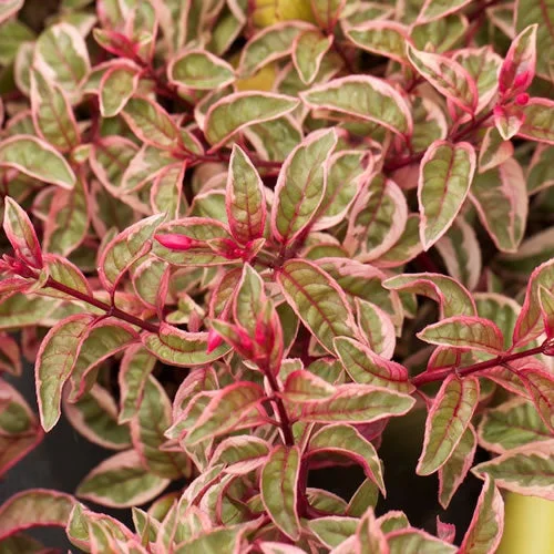 247plants2954367