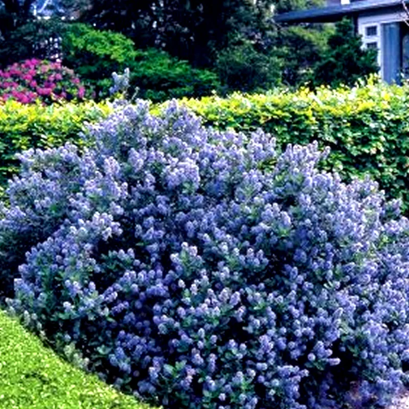 247plants2954826