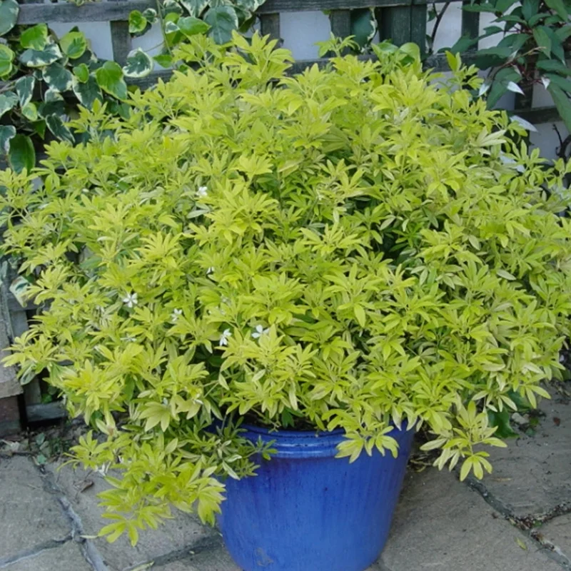 247plants2954994