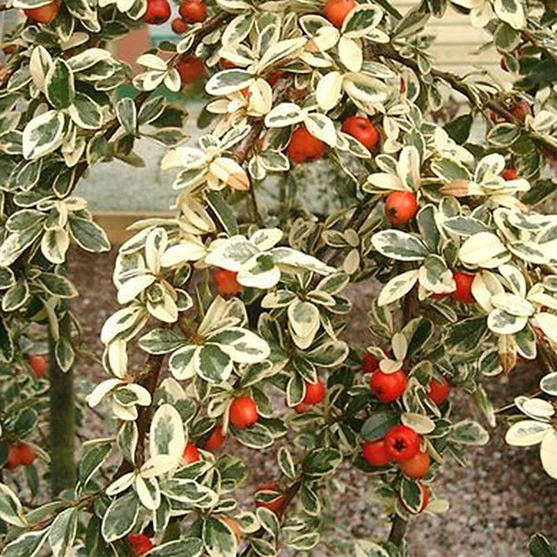 247plants2955124