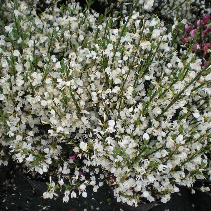 247plants2955265