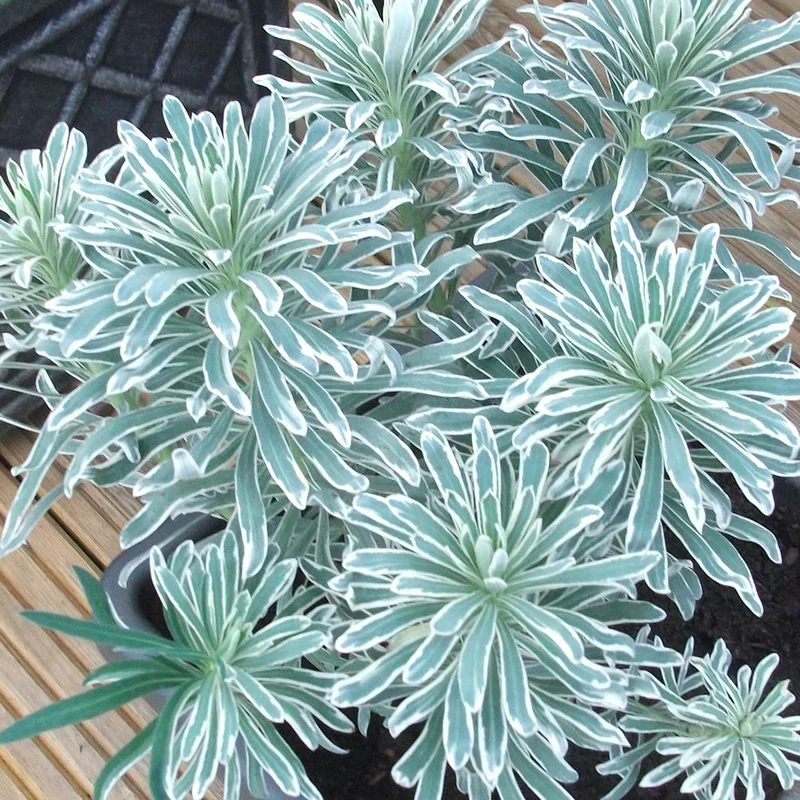 247plants2955324