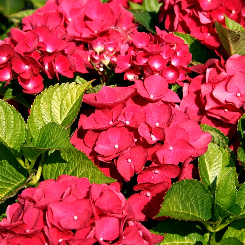 247plants2955730