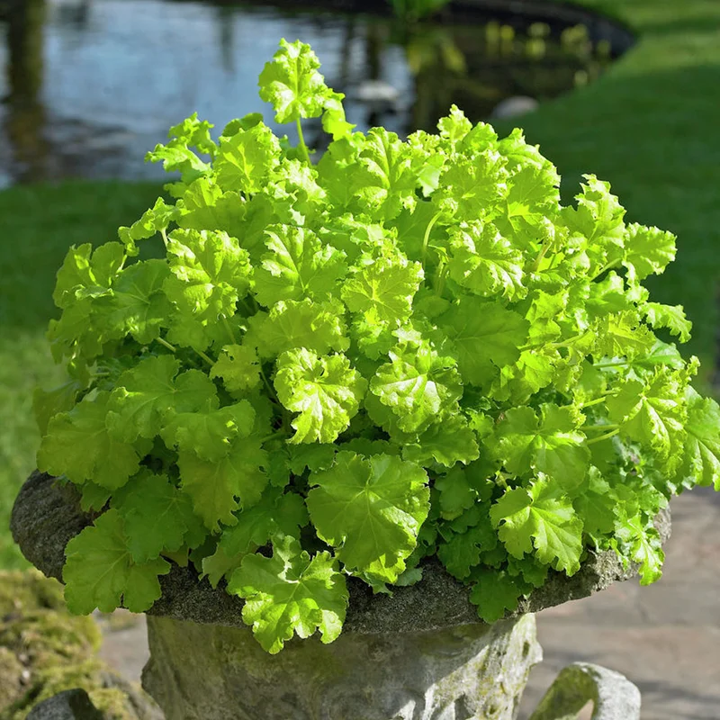 247plants2956054