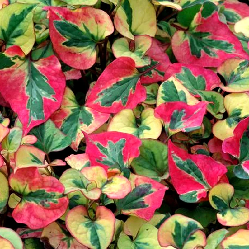 247plants2956113