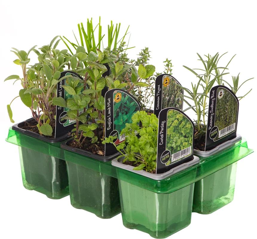 247plants2956182