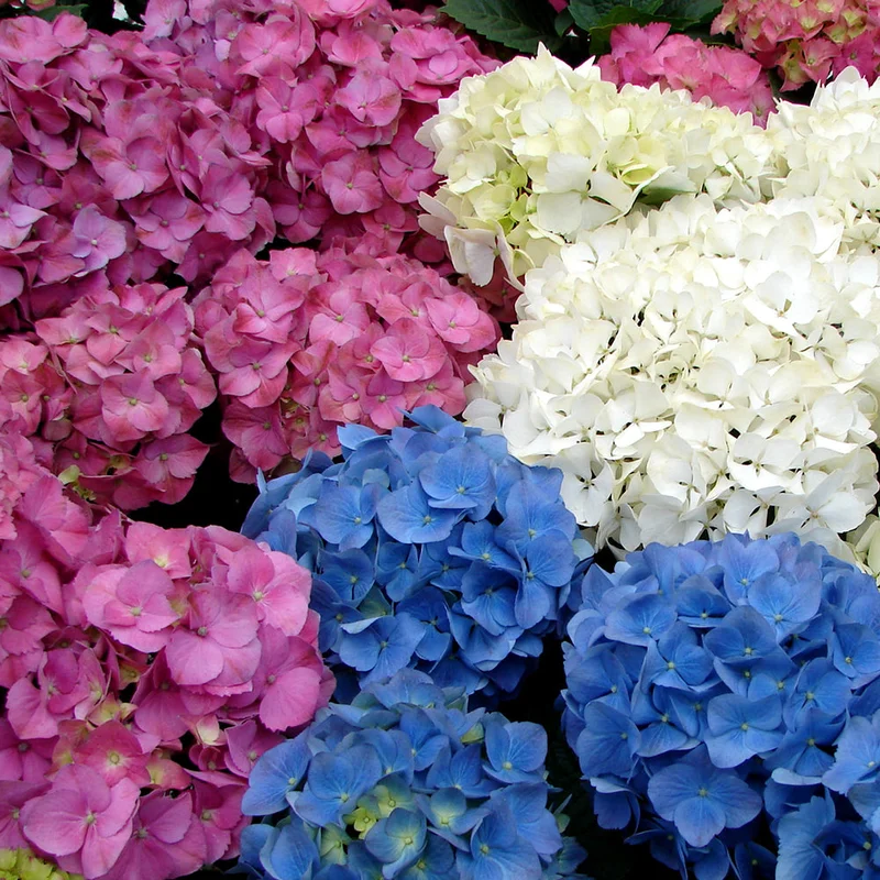 247plants2956215