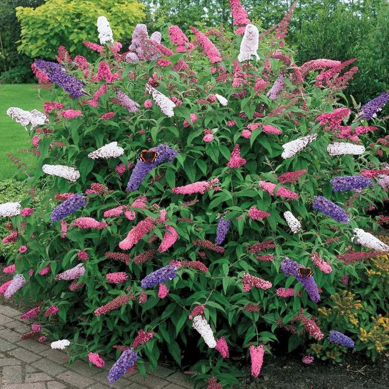 247plants2956289