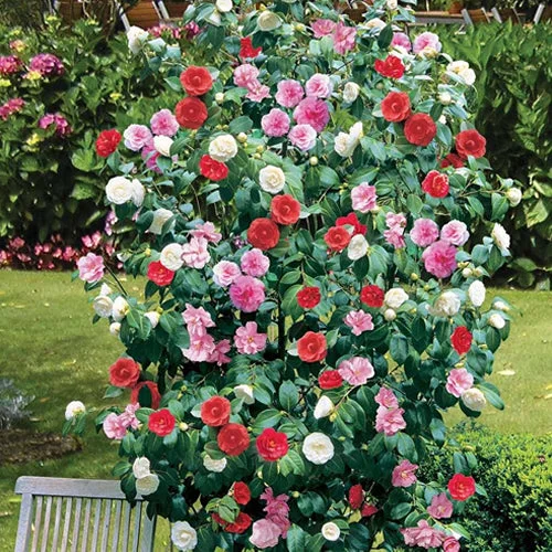 247plants2956310