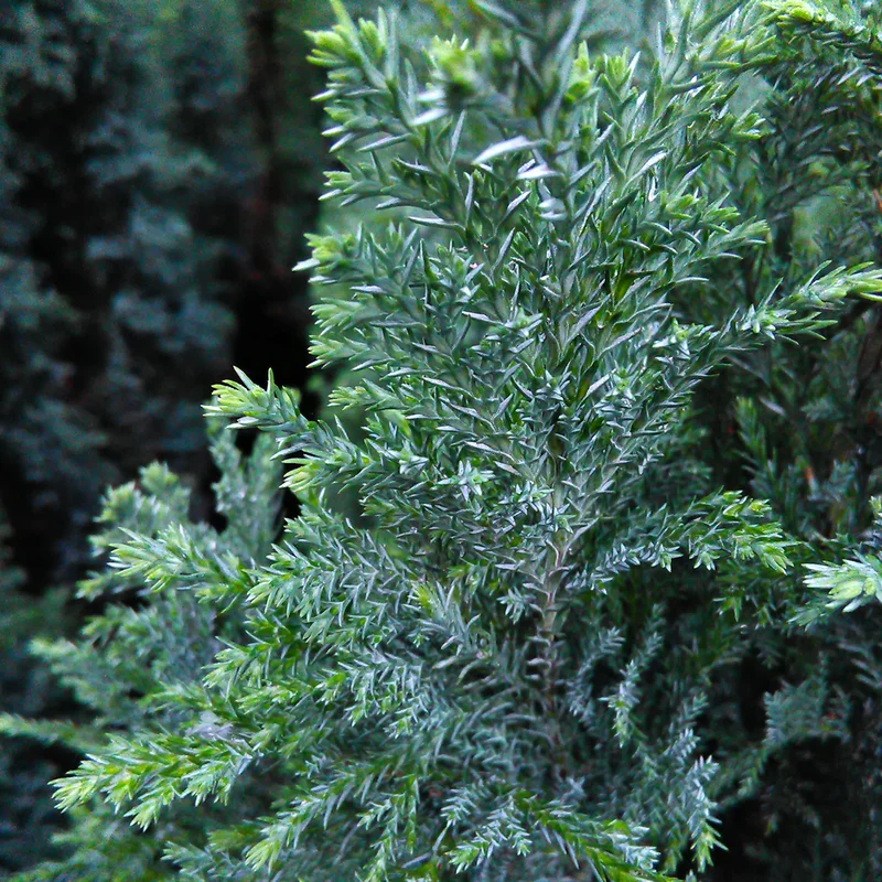 247plants2956873