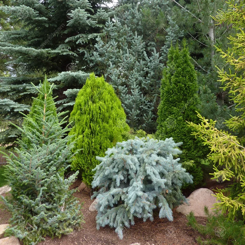 247plants2957387