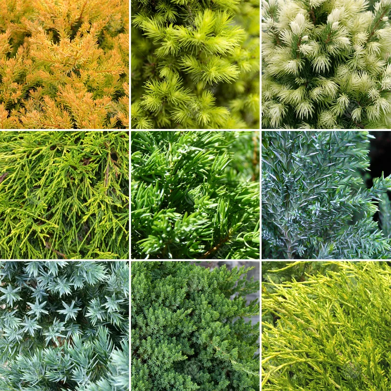 247plants2957747