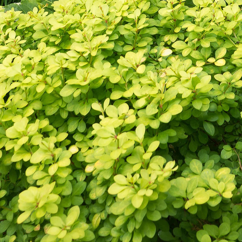 247plants2958503