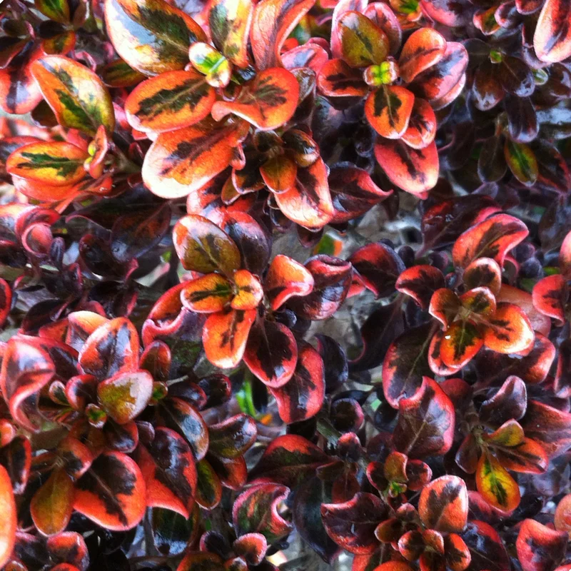 247plants2959605