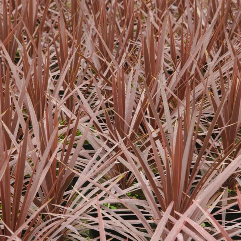 247plants2959831
