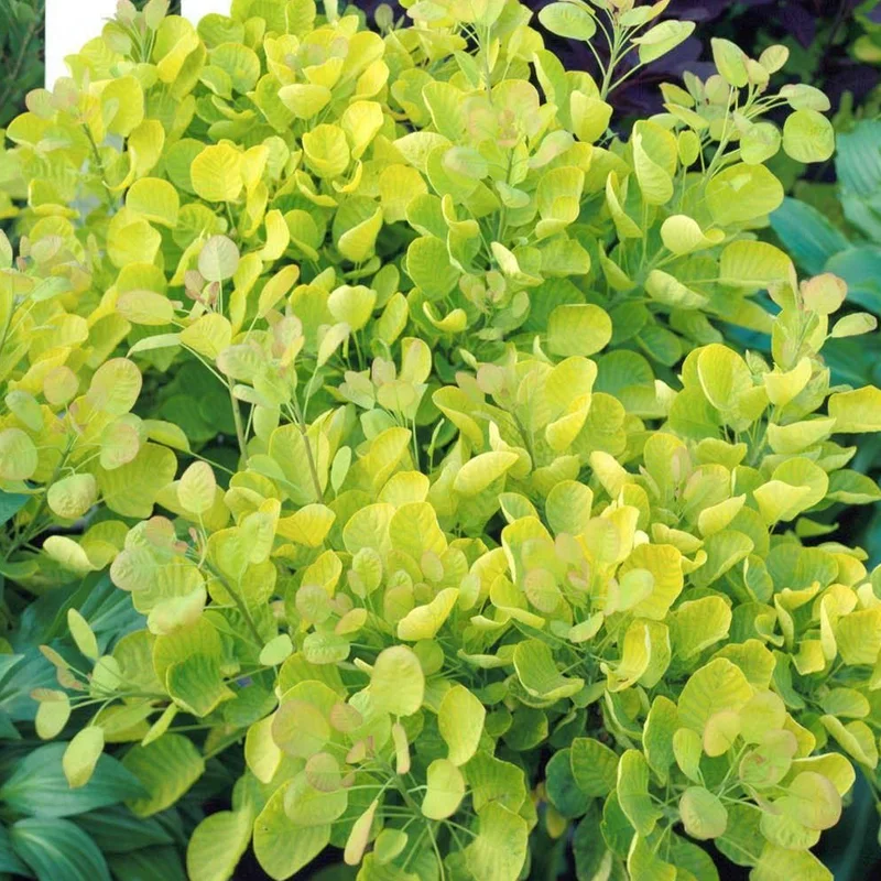 247plants2959950