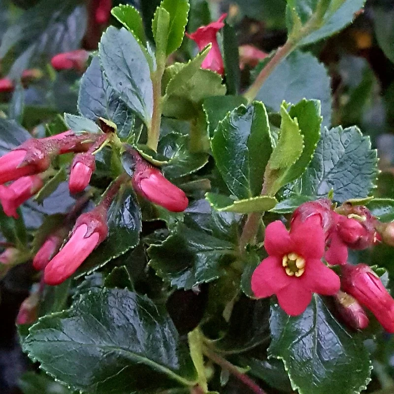 247plants2960168