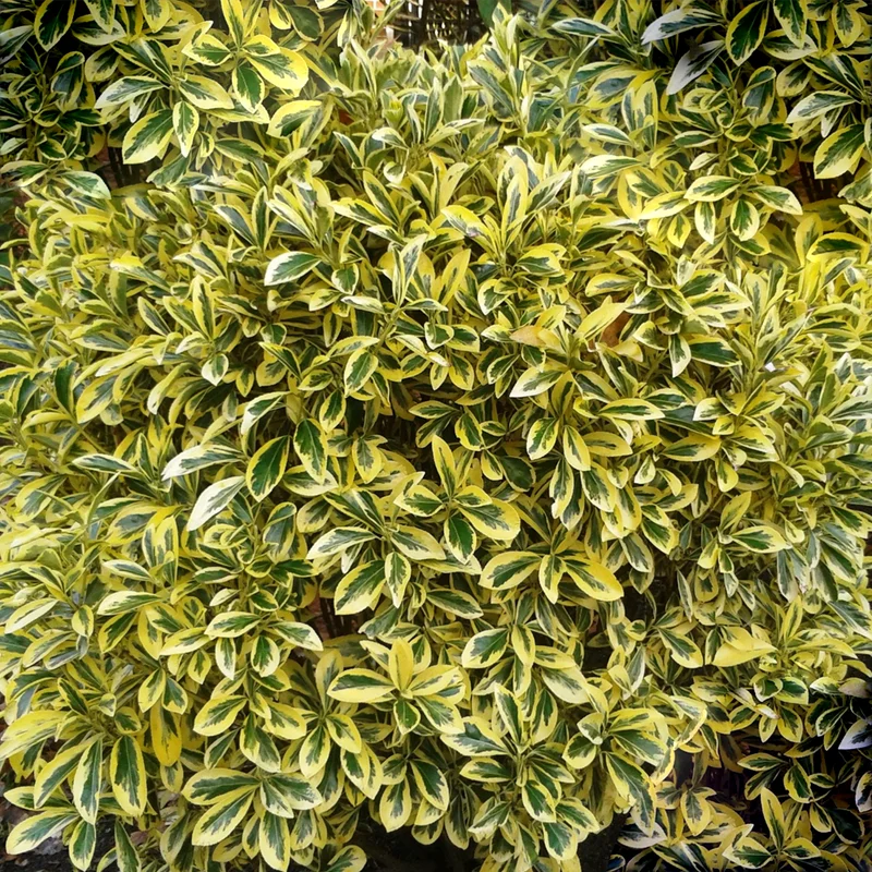 247plants2960522