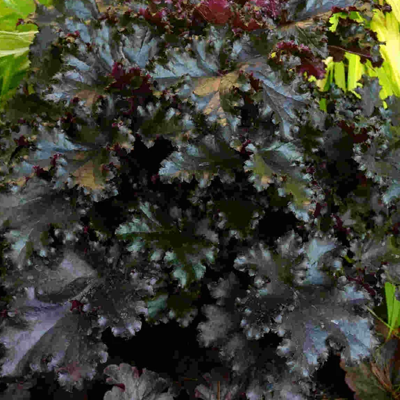 247plants2960842