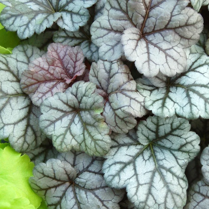 247plants2960928