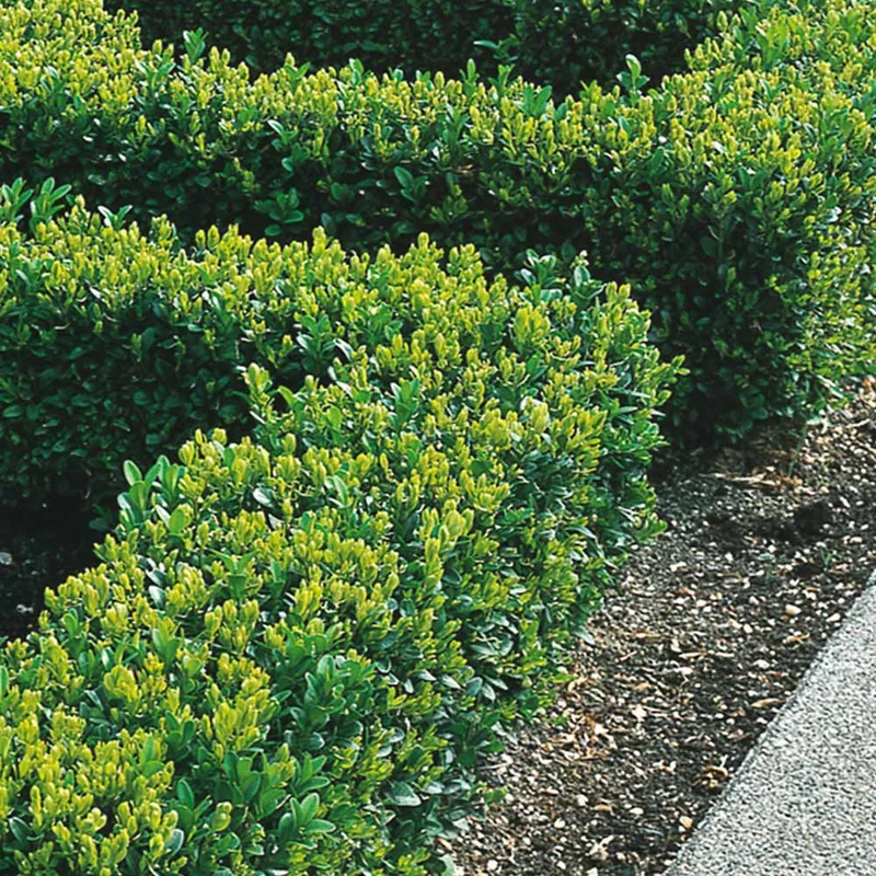 247plants2961062