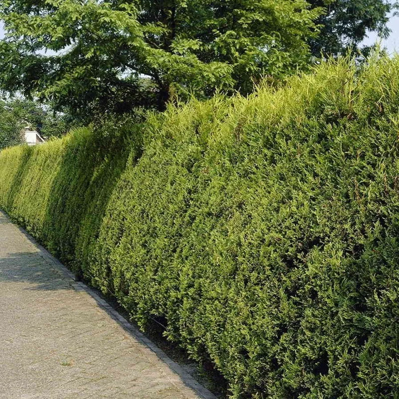 247plants2961164