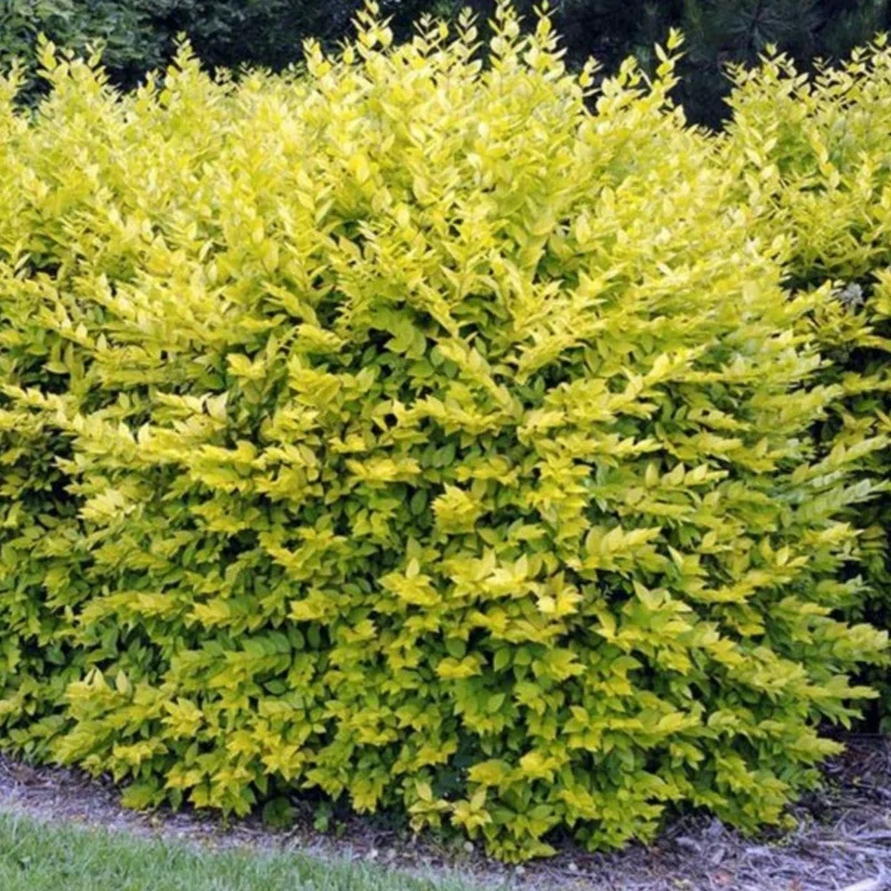 247plants2961225