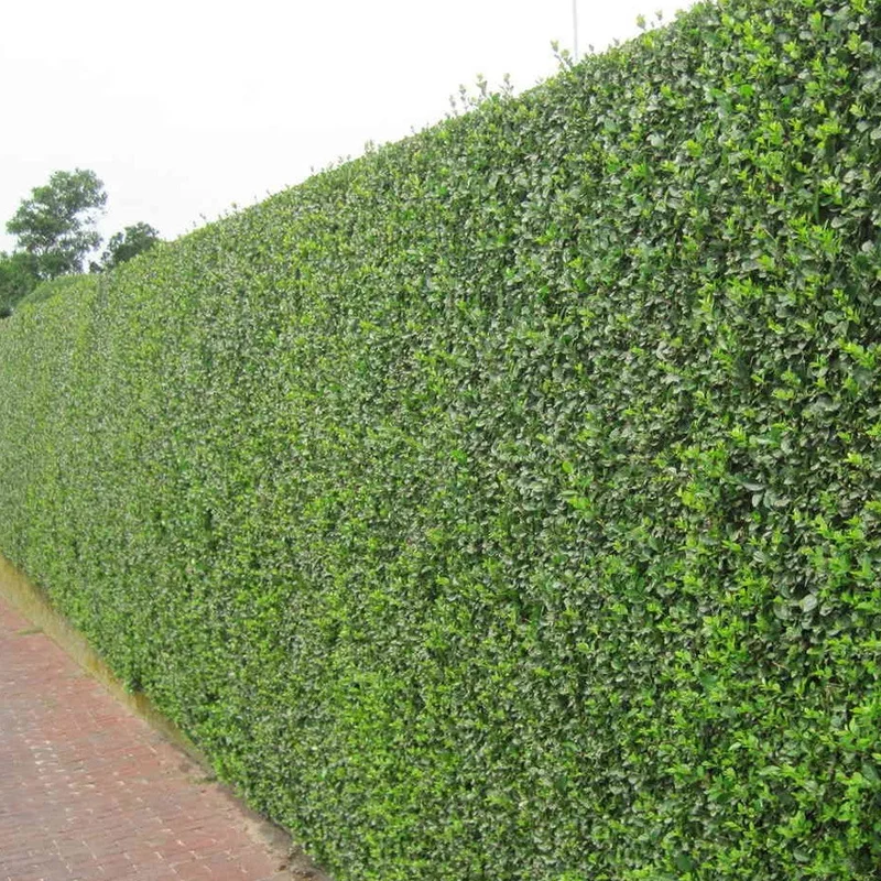 247plants2961256