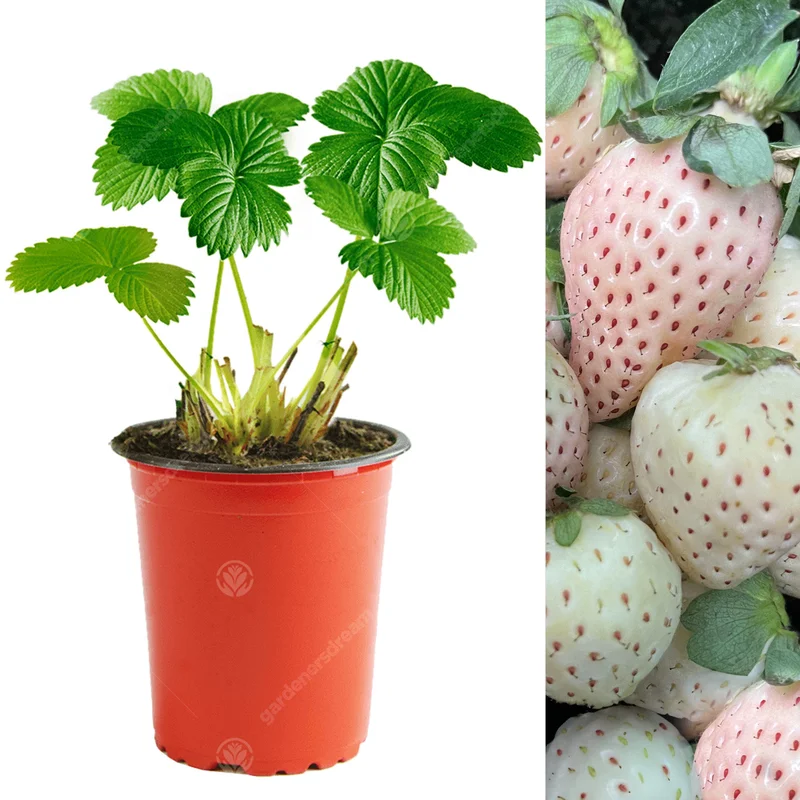 247plants2961678