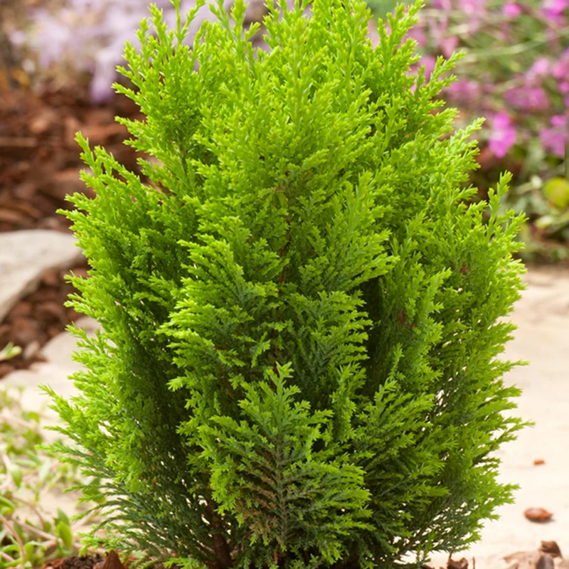 247plants2963049
