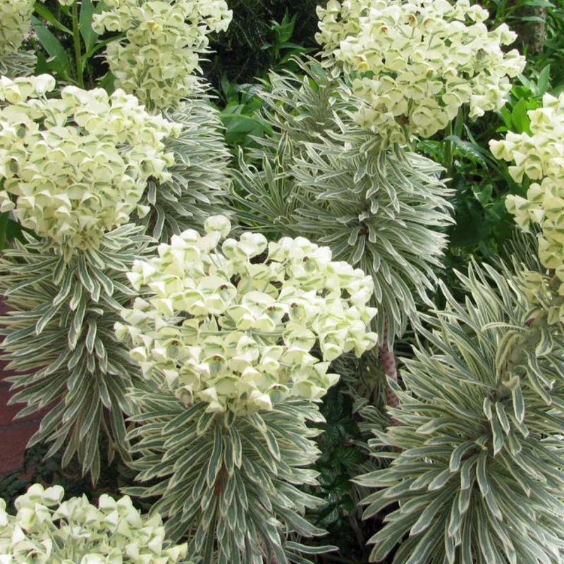 247plants2965334