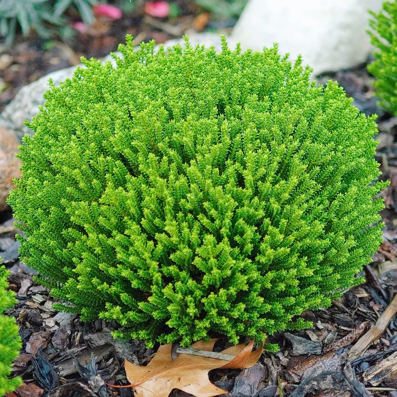 247plants2965723