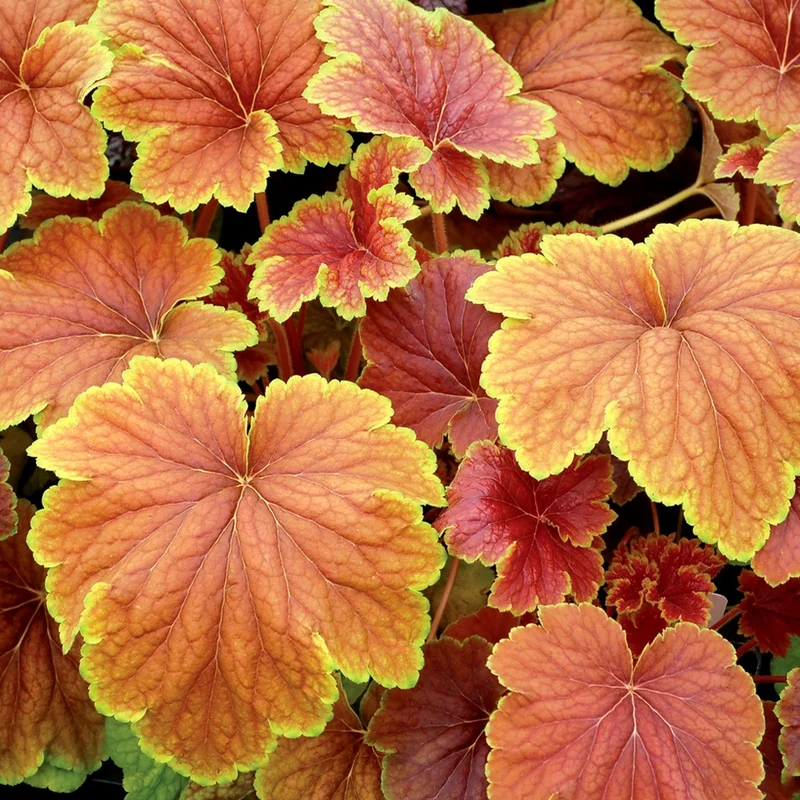 247plants2966189