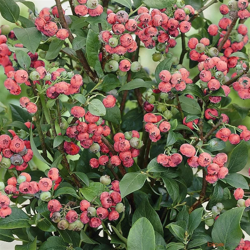 247plants2967163