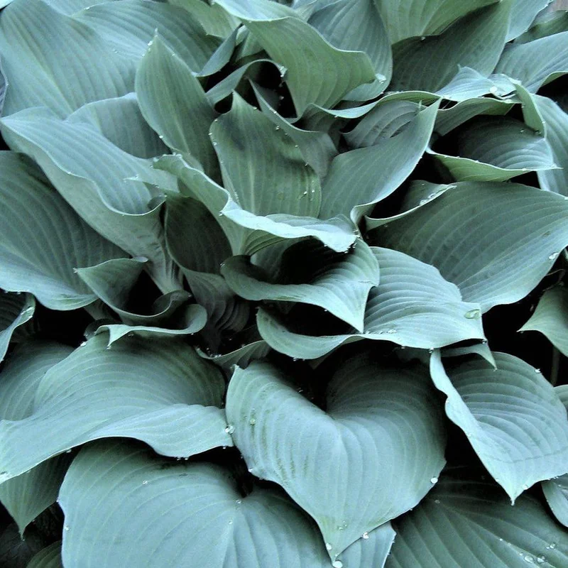 247plants2971105