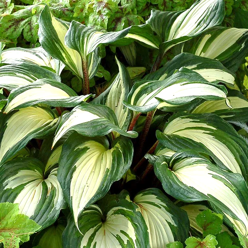 247plants2971537