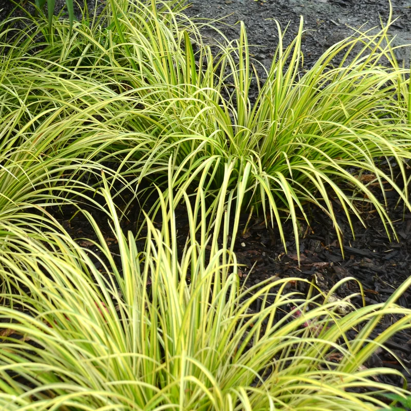 247plants2972727