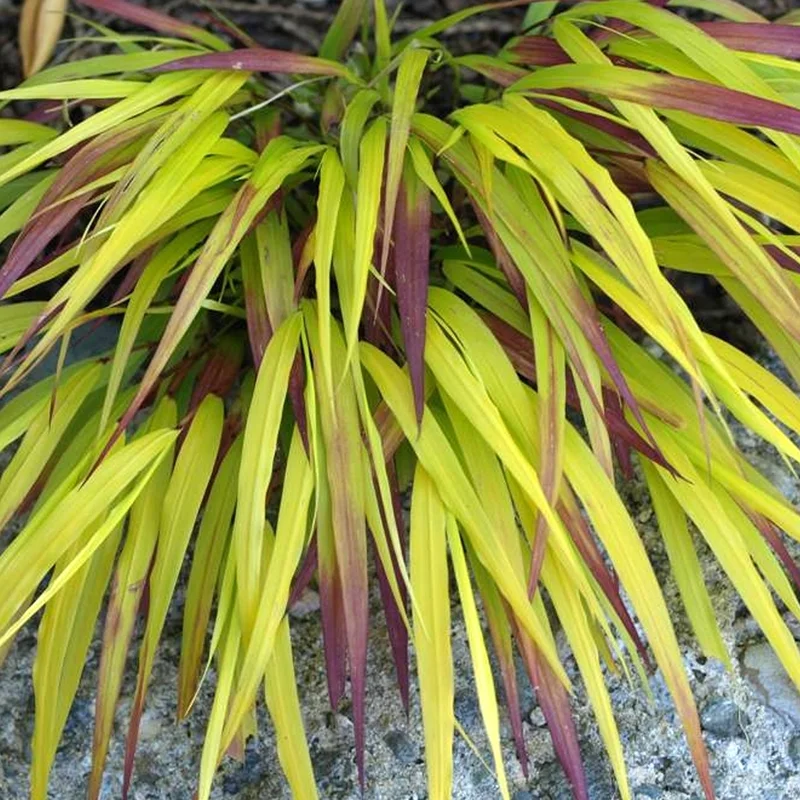 247plants2975047