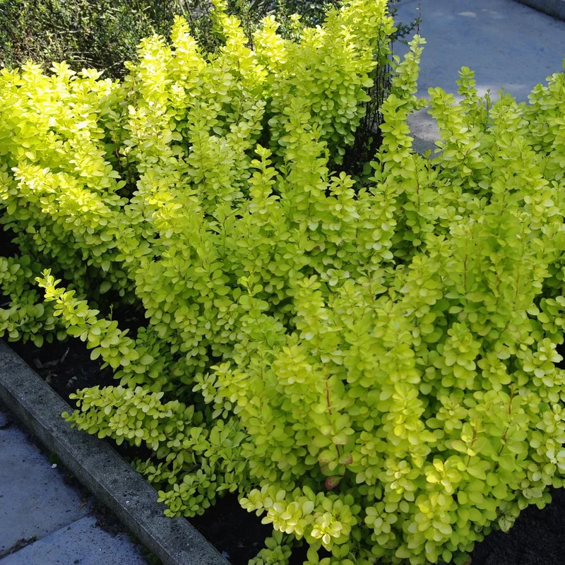 247plants2975760