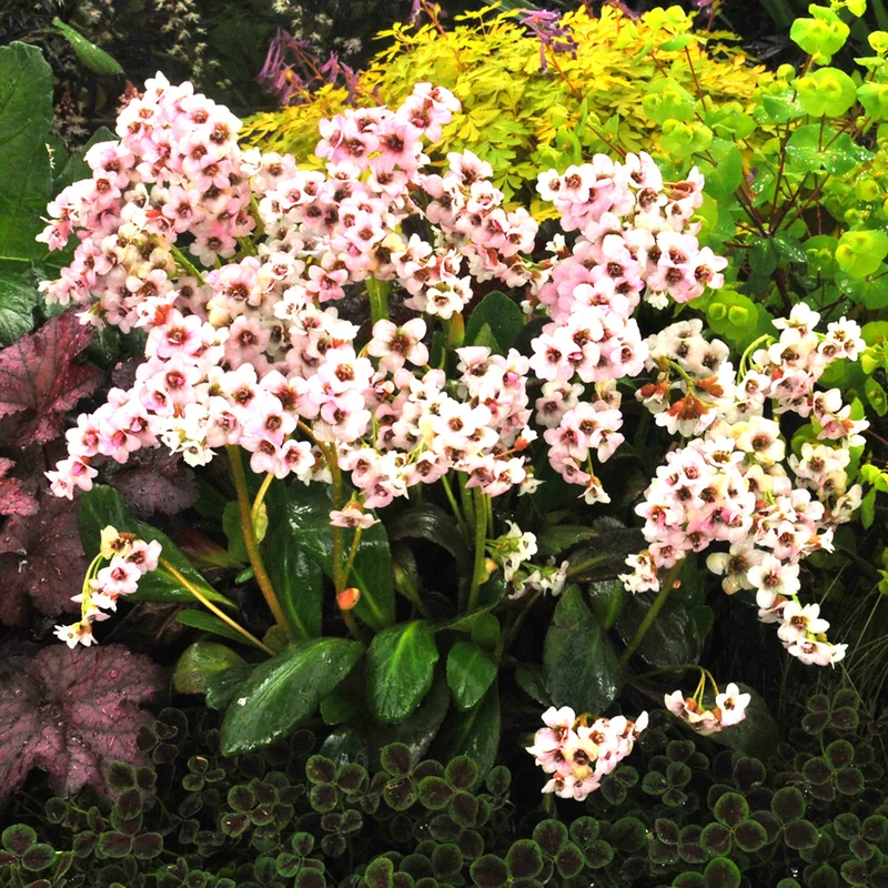 247plants2976448