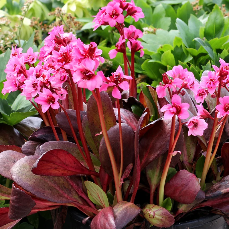 247plants2976794