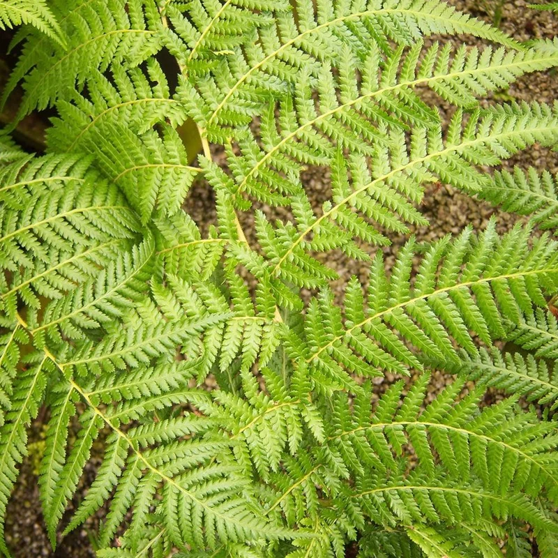 247plants2979584