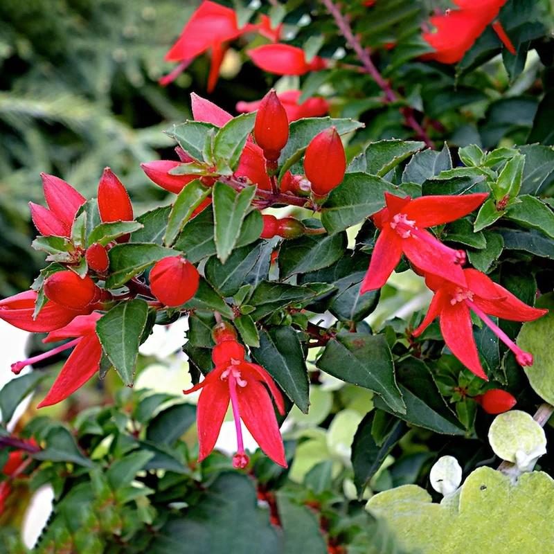247plants2980271