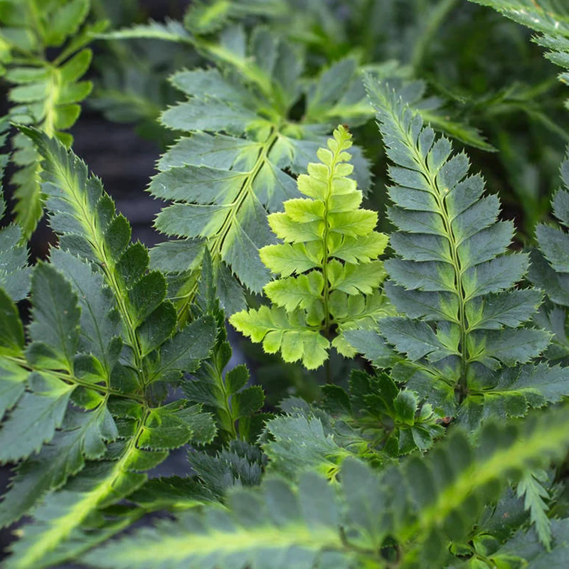 247plants2981773