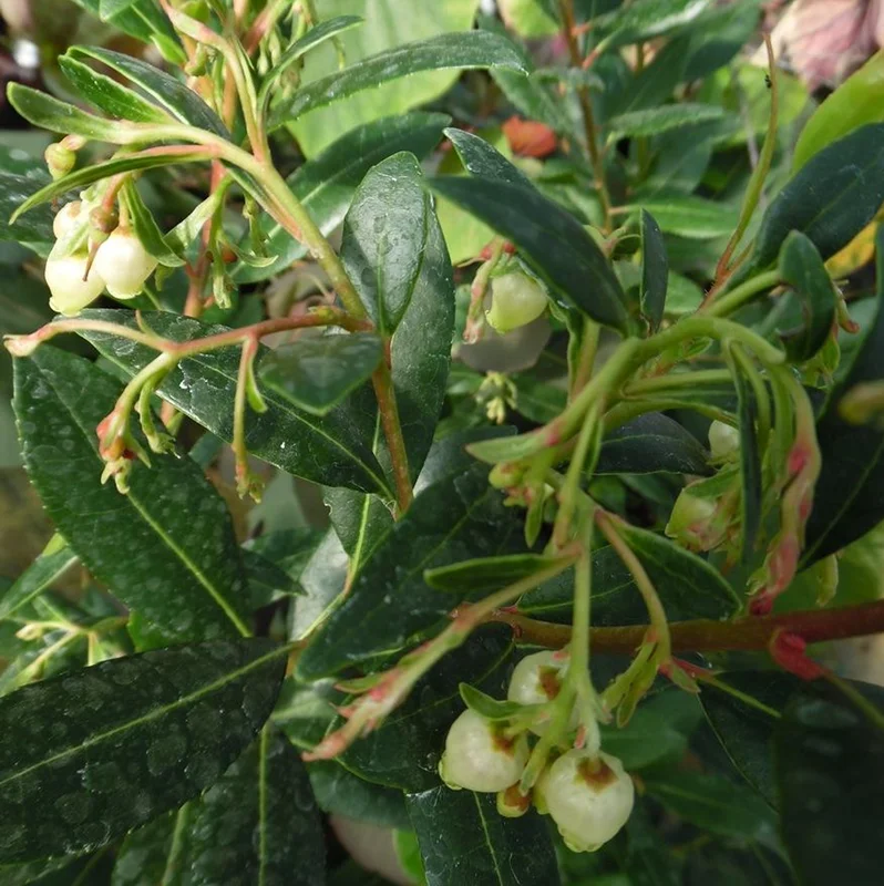 247plants2982010