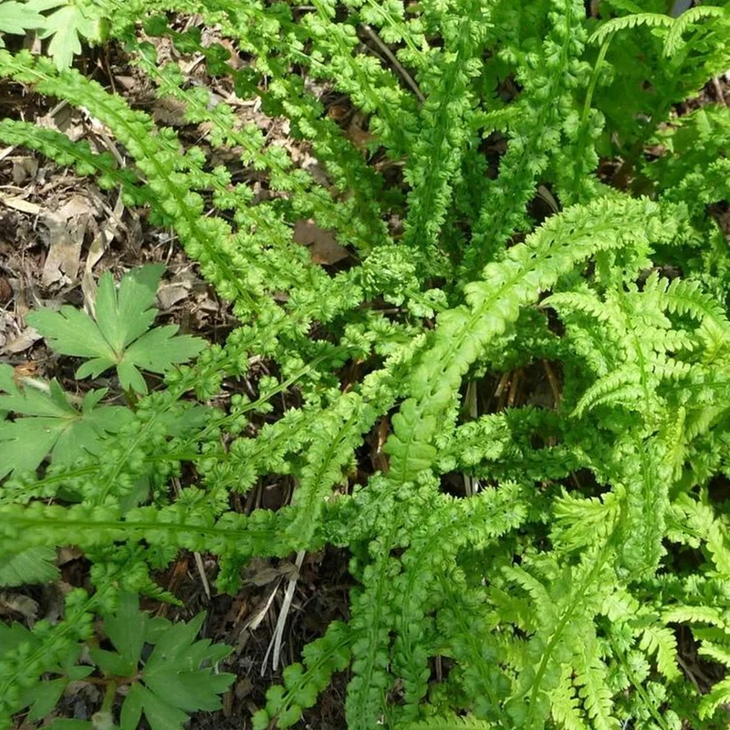 247plants2982106