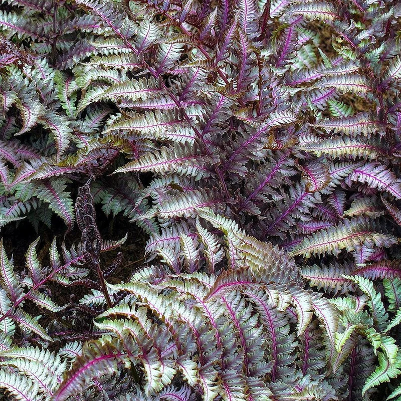 247plants2982593