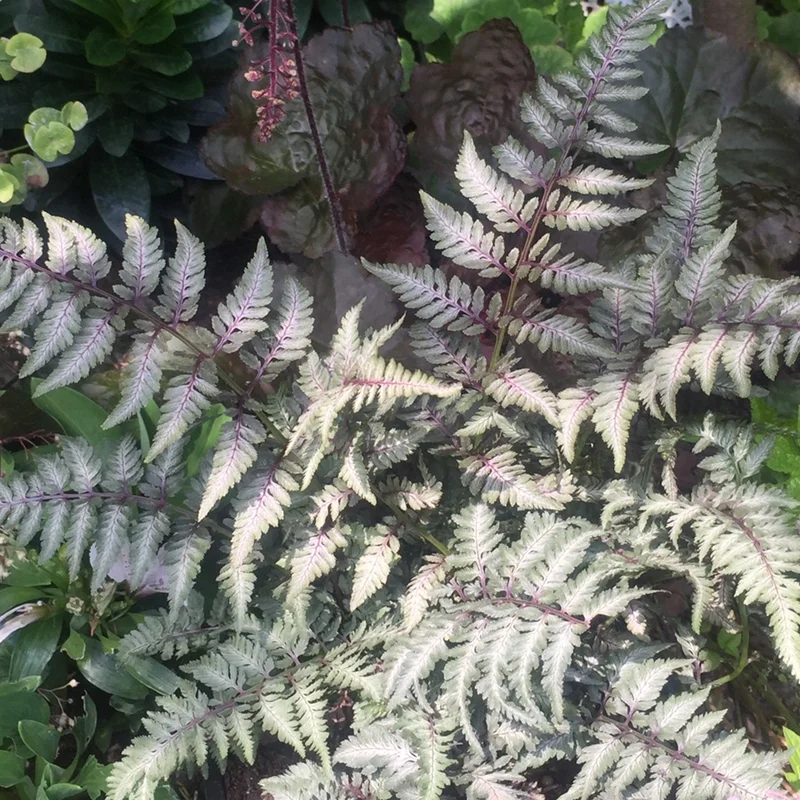 247plants2982920